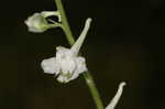 Carolina larkspur